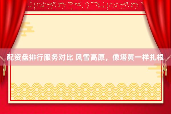 配资盘排行服务对比 风雪高原，像塔黄一样扎根